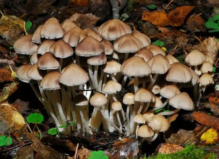    Coprinus micaceus